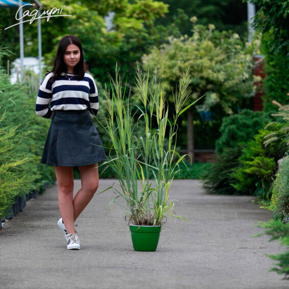 Просо вербовидне 'Dallas Blues' - 2 Просо вербовидне 'Dallas Blues' - 2