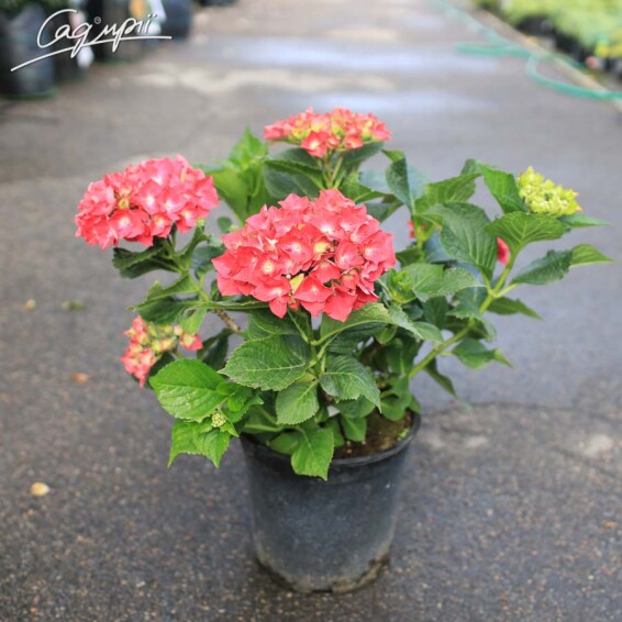 Гортензія крупнолиста 'Masja' #1, Р9 - - 6