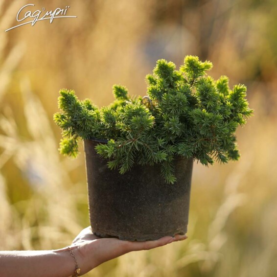 Ялівець прибережний 'Emerald Sea' - 3