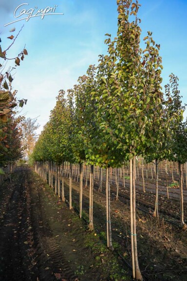 Груша Каллеріана 'Redspire' #3, WRB 18--20 500+ St. 1/2 - 5