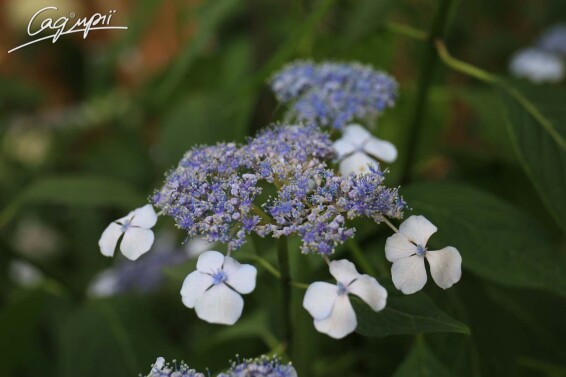 Гортензия крупнолистная 'Bluebird' - 6