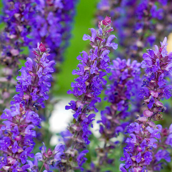 Шавлія лісова 'Blue Bouquetta' - 7