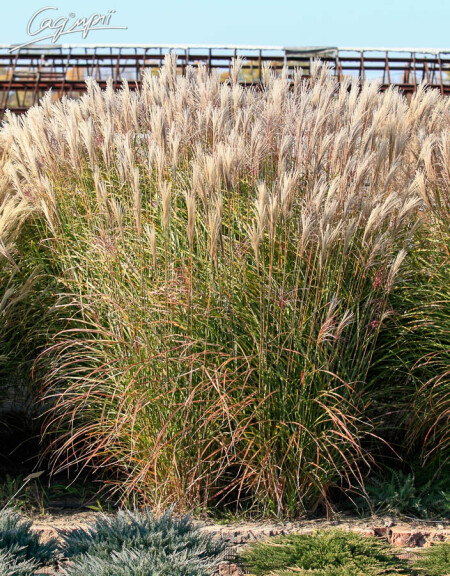 Мискантус китайский 'Late Hybrids' - 1