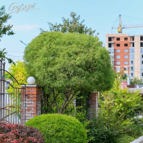 Тамарикс гіллястий 'Rubra' - 1