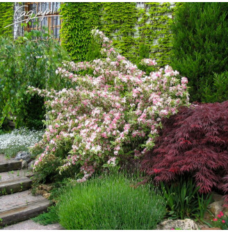 Вейгела 'Nana Variegata'