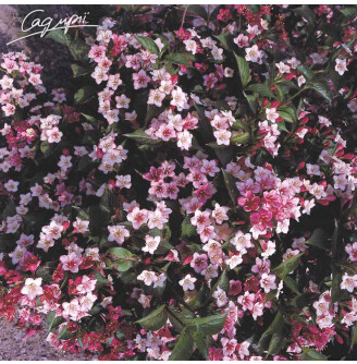 Вейгела квітуча 'Alexandra®'