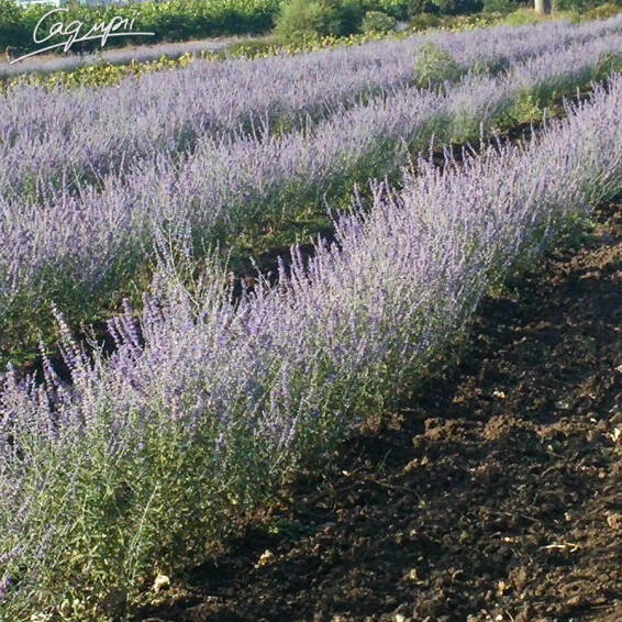 Перовскія лебедолистна #3, p9 - - 4 Перовскія лебедолистна #3, p9 - - 4