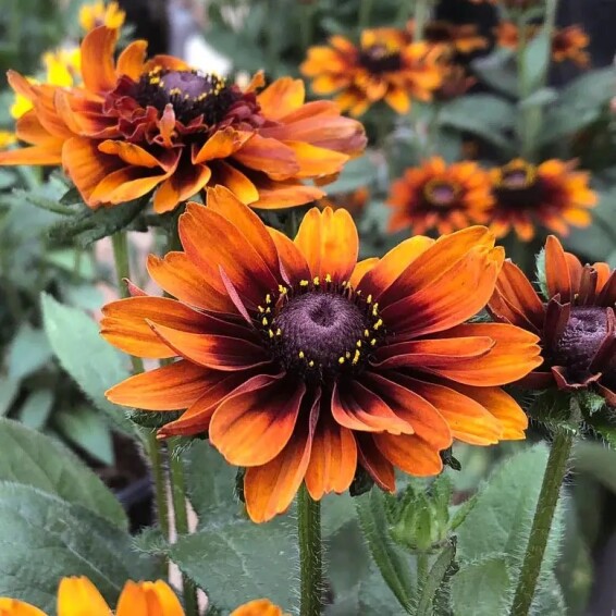 Рудбекия волосистая 'Cherokee Sunset' - 1