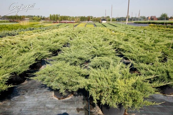 Можжевельник средний 'Pfitzeriana Compacta' - 3