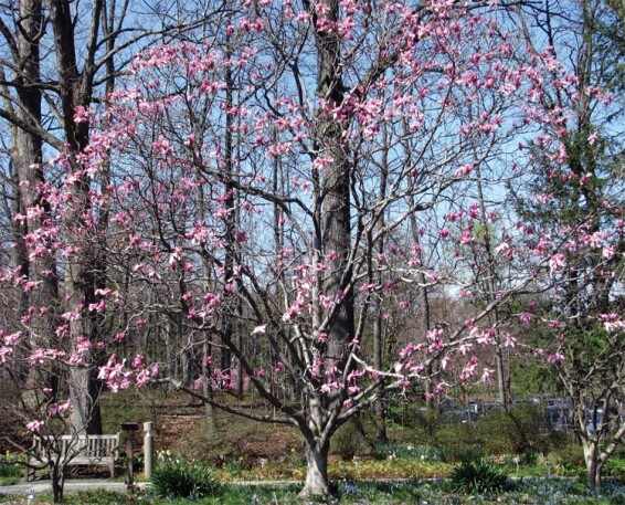 Магнолія гибридна 'Galaxy' - 2