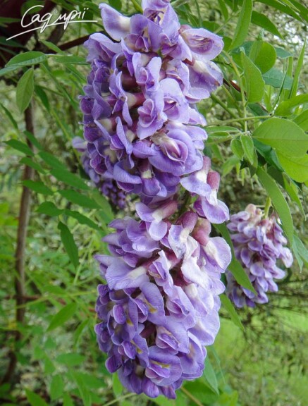 Гліцинія китайська - 4