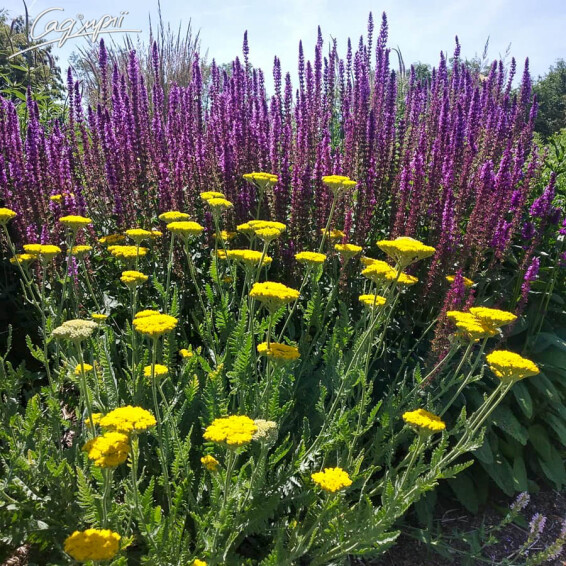 Деревій таволговий 'Schwellenburg' - 9