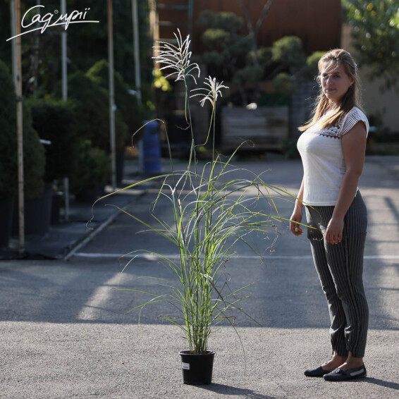 Мискантус китайский 'Graziella', C3 - - 2