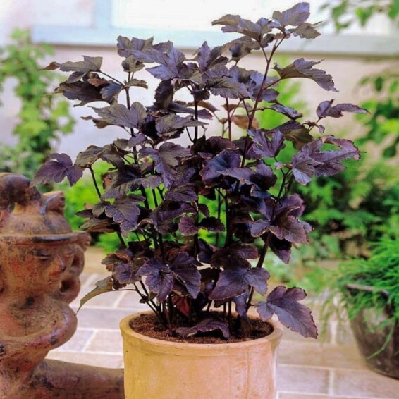 Пухироплідник калинолистний 'Diabolo' ® - 3 Пухироплідник калинолистний 'Diabolo' ® - 3