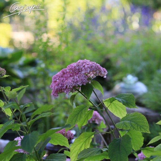 Гортензія деревовидна 'Pink Annabelle' - 11