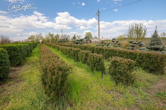 Кизильник блестящий #2, WRB блок живоплоту - 8