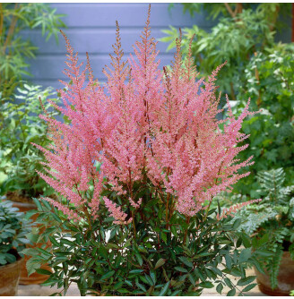 Астільба арендса 'Erika'