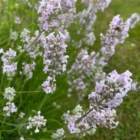 Лаванда вузьколиста 'Rozea', p9 - - 5