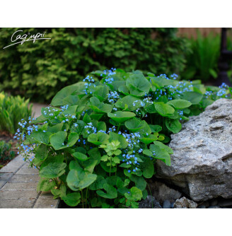 Брунера великолиста