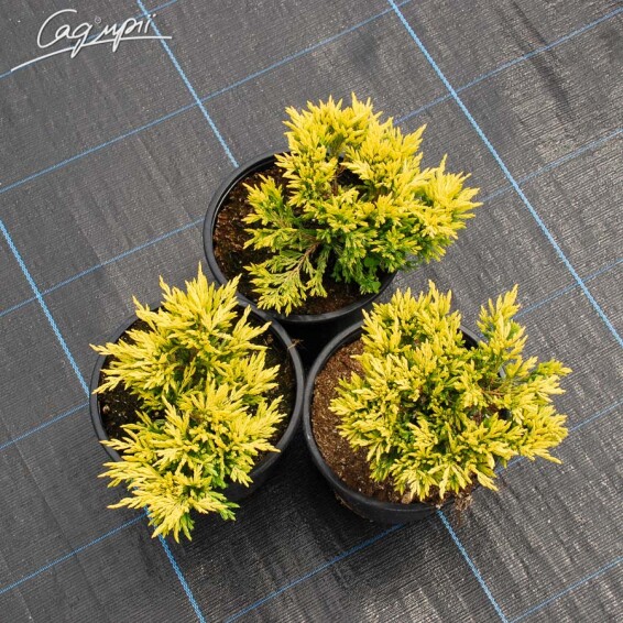 Можжевельник горизонтальный 'Limeglow' - 2