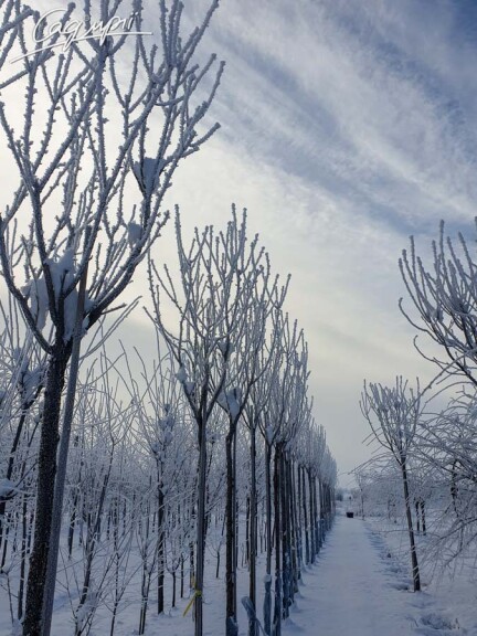 Сакура дрібнозубчаста 'Royal Burgundy' #18, WRB 18--20 350-400 St. 200-225 - 2