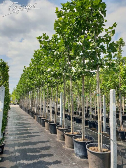 Платан кленолистий - 14