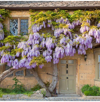 Гліцинія китайська