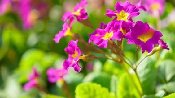 Весняні знижки в Садовому центрі та інтернет-магазині!