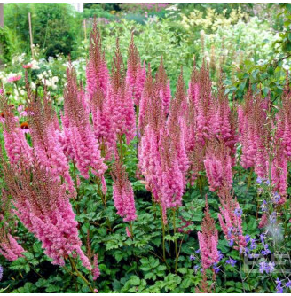 Астільба китайська 'Superba'