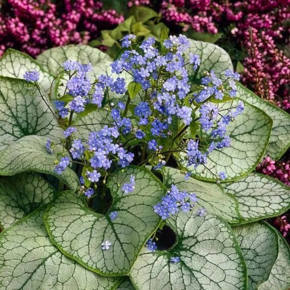 Брунера великолиста 'Silver Heart'® PBR - 1