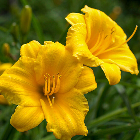 Лилейник 'Stella d'Oro' - 5