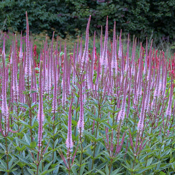 Вероникаструм виргинский 'Fascination' - 10 Вероникаструм виргинский 'Fascination' - 10