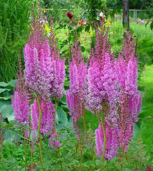 Астільба китайська 'Superba', С2 - - 3