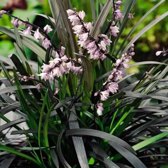 Офиопогон плоскострелый 'Niger' - 2