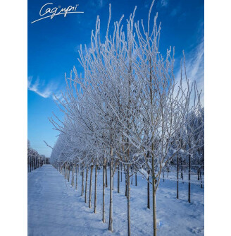 Береза гімалайська 'Doorenbos'