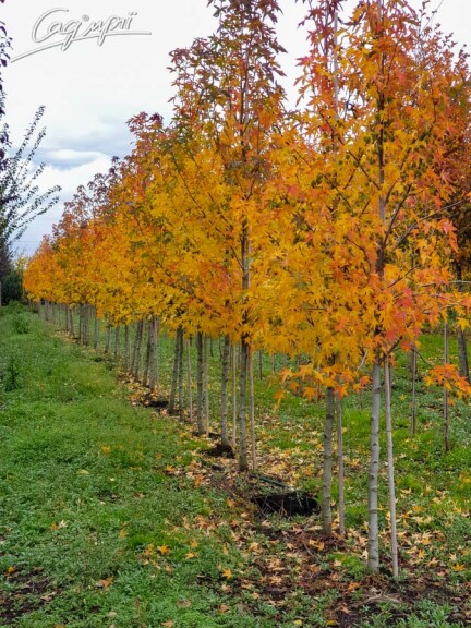 Ліквідамбар смолоносний 'Worplesdon' #4, С69 300-350 - 5