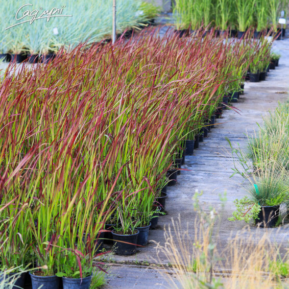 Императа цилиндрическая 'Red Baron' - 7