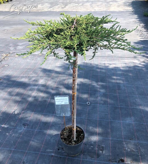 Можжевельник обыкновенный 'Zeal', ф. штамбовая - 1 Можжевельник обыкновенный 'Zeal', ф. штамбовая - 1