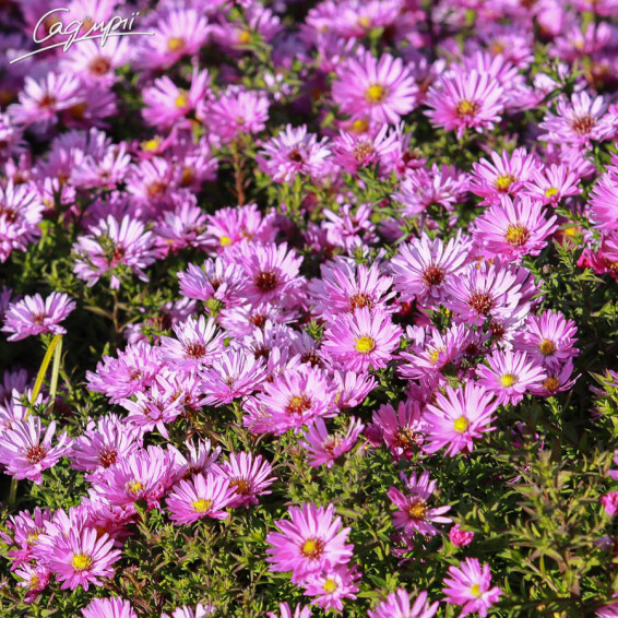 Айстра кущова 'Rosenwichtel', p9 - - 3 Айстра кущова 'Rosenwichtel', p9 - - 3