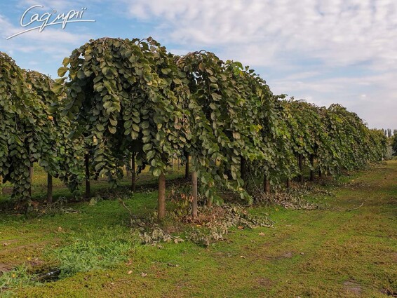 Вяз шершавый 'Pendula' - 1 Вяз шершавый 'Pendula' - 1