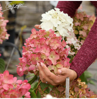 Гортензія волотиста 'Diamant Rouge'®