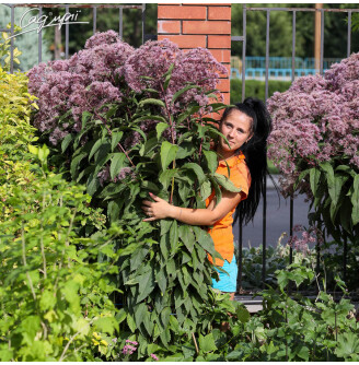 Сідач плямистий 'Riesenschirm'