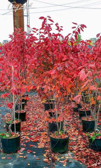 Ірга Ламарка - 5 Ірга Ламарка - 5