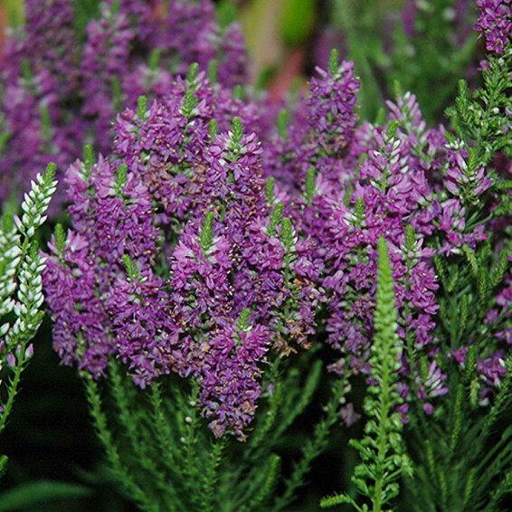 Вероніка колосиста 'Purple Explosion' ® PBR - 3