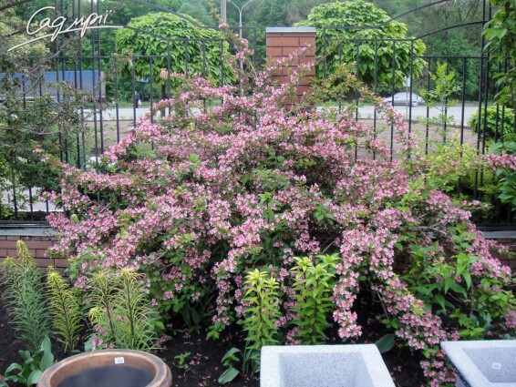 Вейгела 'Feline Courtamon' - 5