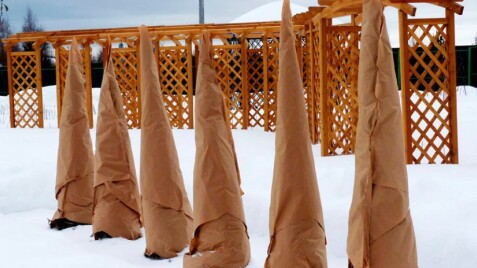 Как защитить растения на зиму