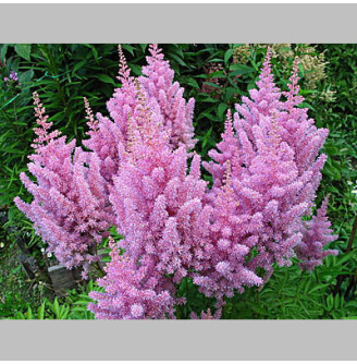 Астільба арендса 'America'