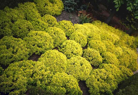 Барбарис Tунберга 'Goldalita' - 2