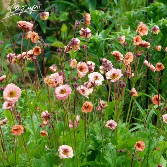 Гравілат чилійський 'Mai Tai' - 6