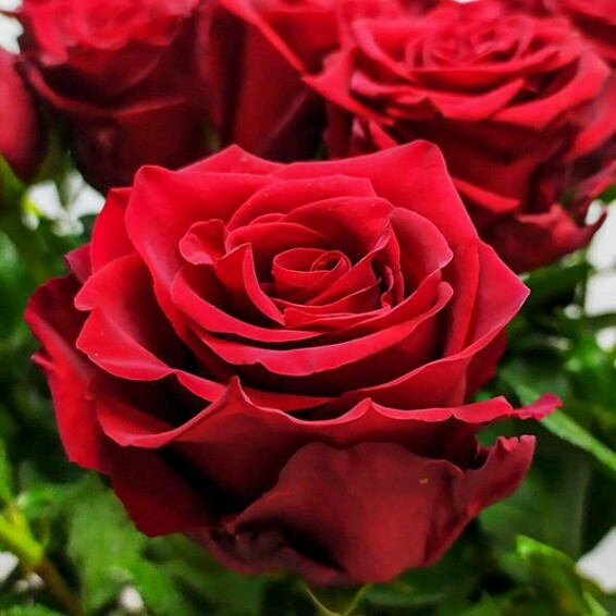 Троянда чайно-гібридна 'Explorer' - 2